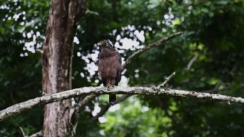 Crested-serpent eagle amidst the deep greens of Kabini national park Stock Footage 282652719