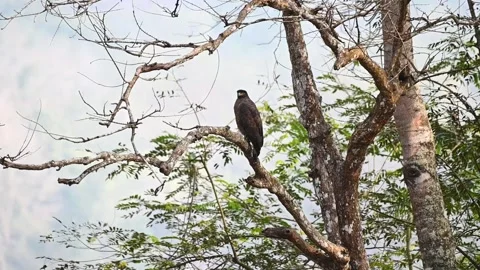 Crested-serpent eagle and a picturesque background in Kabini national park Stock Footage 268710422