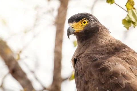 The crested serpent eagle. Asian rapacious bird. Sri Lanka. Stock Photos