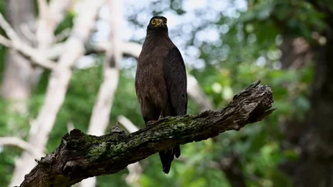 Crested-serpent eagle being mobbed by a smaller bird in Kabini national park Stock Footage 282653154
