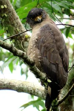 Crested Serpent Eagle (𝘚𝘱𝘪𝘭𝘰𝘳𝘯𝘪𝘴 𝘤𝘩𝘦𝘦𝘭𝘢 bido) Stock Photos