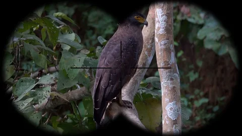 Crested Serpent Eagle Bird (Spilornis cheela) Seen through Binoculars. Bird Stock Footage 104659804