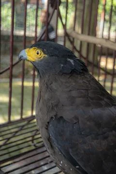 A crested serpent eagle in the birdcage Stock Photos