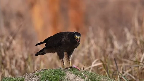Crested Serpent Eagle Eating Prey on Tree Branch in Wild Jungle Stock Footage 330517661