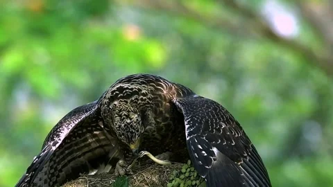 Crested Serpent Eagle Eating Snake on Tree Top Stock Footage 346388119