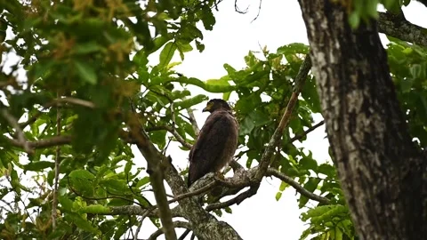 Crested serpent eagle enjoying the afternoon while sitting on the branch Stock Footage 248413864