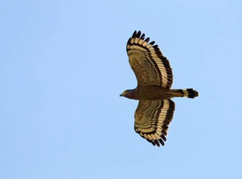 Crested serpent eagle in flight. Stock Photos