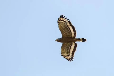 Crested serpent eagle in flight. Stock Photos