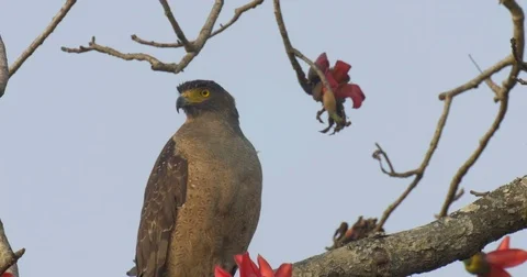 Crested Serpent Eagle Stock Footage