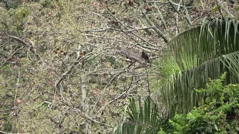 Crested Serpent Eagle Stock Footage 132540182