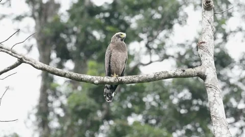 Crested Serpent-Eagle Stock Footage 281146995