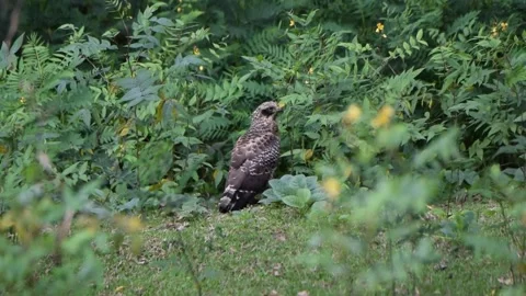 Crested serpent eagle on the ground in a lush green jungle Video stock 251880074