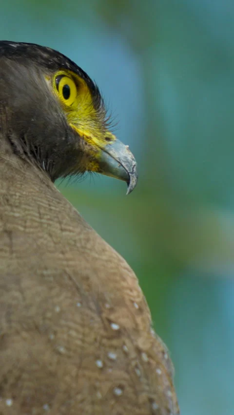 Crested Serpent Eagle Head Close Up Profile In India Jungle Stockbeeldmateriaal 344238028