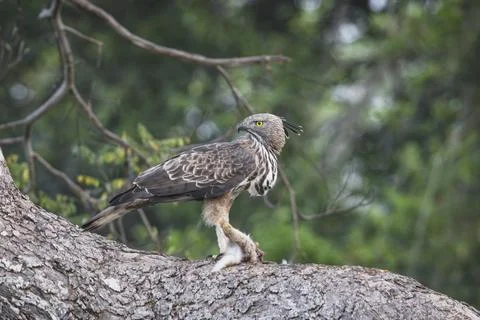 Crested Serpent Eagle hunting a rabit. Stock Photos
