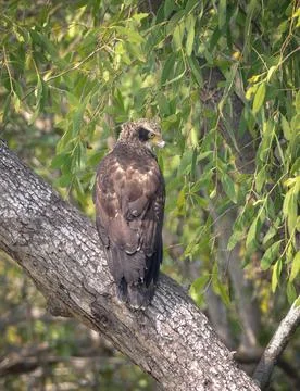 Crested serpent eagle juvenile. Stock Photos