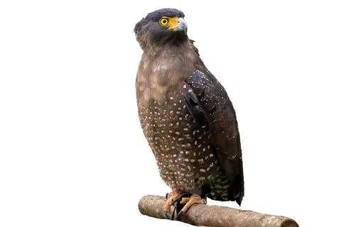 Crested Serpent Eagle Looking Up Perched Isolated on White Background Stock Photos