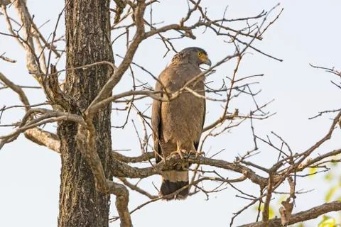 Crested Serpent Eagle Looking for Prey Stockfoto's