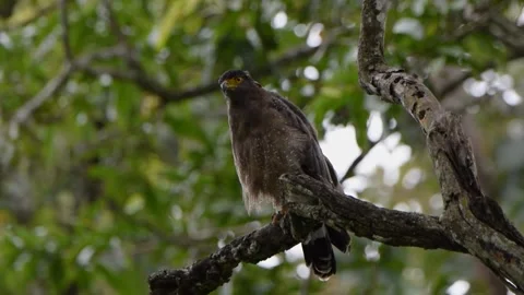 Crested serpent eagle looking at us in the jungle of Kabini national park Stock Footage 251880020