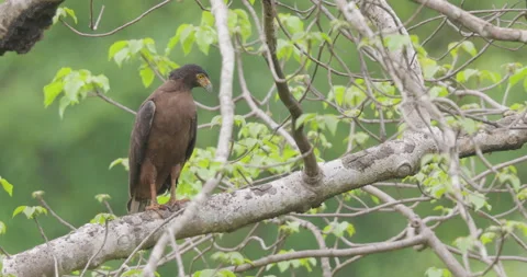 Crested Serpent Eagle observing its surrounding in the morning from a branch Stockbeeldmateriaal 343036221