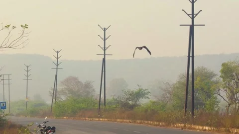 Crested serpent eagle or Spilornis cheela flying over a highway road in slow Stock Footage 333823554