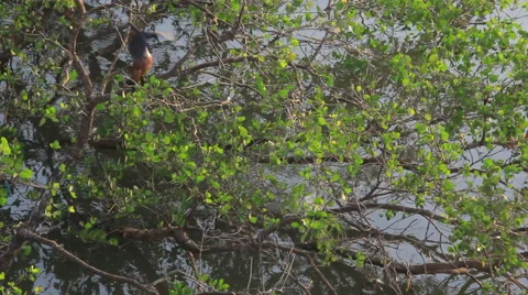 Crested Serpent Eagle on Overhanging Tree Branch Stock Footage 59935430