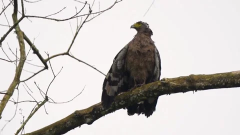 Crested serpent eagle patiently waiting for its prey to come Stock Footage 216804164