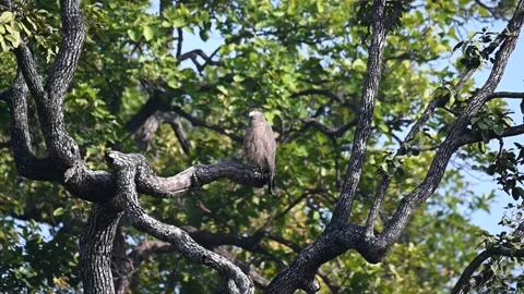 Crested serpent eagle peacefully perched on a tree in Sanjay Dubri national park Stock Footage 303552543