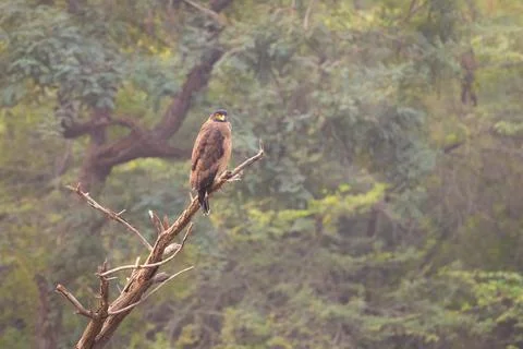 Crested serpent eagle on a perch Stock Photos