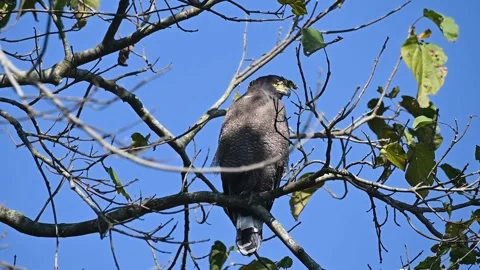 Crested-serpent eagle perched and looking sideways in Kaziranga national park Stock Footage 265143000