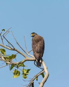 Crested serpent eagle perched atop a tree Stock Photos