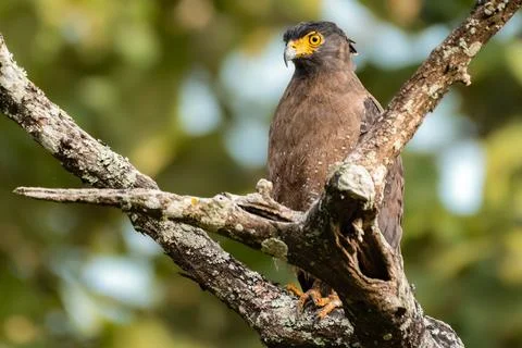 Crested Serpent Eagle Perched on a Branch in Lush Forest Habitat Stock Photos