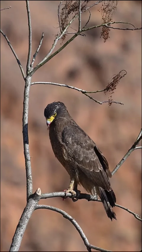 Crested Serpent Eagle Perched on Dry Tree Branch Stock Footage 331006519