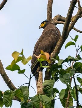 Crested serpent eagle Perched high up in a tree branch Resting and looking ba Foto stock