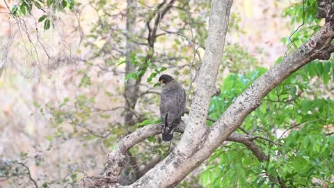 Crested-serpent eagle perched in profile in the forest of Tadoba national park Stock Footage 272142742