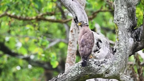 Crested-serpent eagle perched in profile in Bandipur national park Stock Footage 279070817