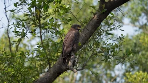 Crested serpent eagle perched in profile in Sundarbans national park Stock Footage 302455907