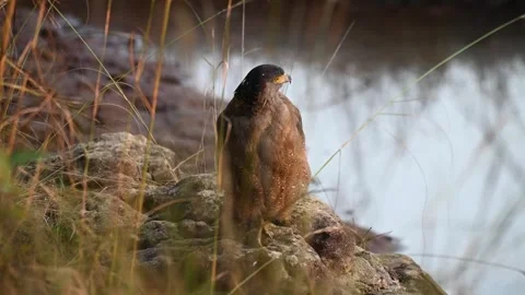 Crested serpent eagle perched on rocks near water in Bandhavgarh national park Stock Footage 301612906