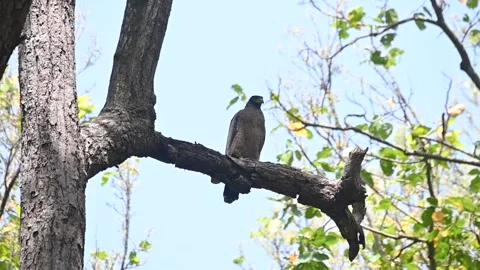 Crested serpent eagle perched in the shade of a tree in Tadoba national park Stock Footage 333676090