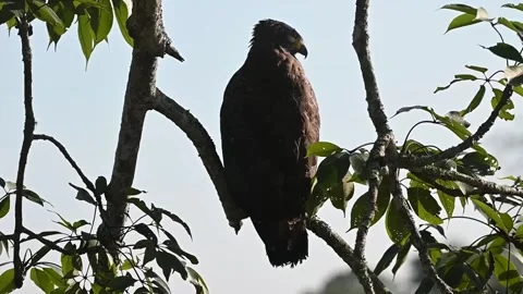 Crested serpent eagle perched up still and silent in Kaziranga national park Video stock 261033707
