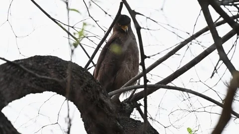Crested-serpent eagle perched on a thick branch in Kanha national park Stock-Footage 277976541
