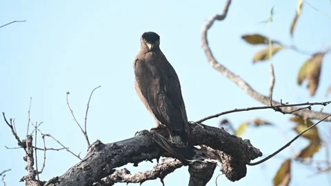 A crested serpent eagle perched on a tree Stock Footage 310720562