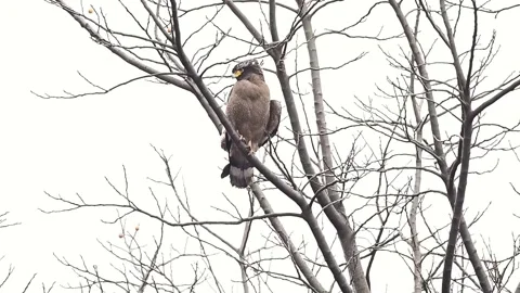 Crested Serpent Eagle Perched on Tree Branch Against White Sky, 4K 스톡 동영상 331051217