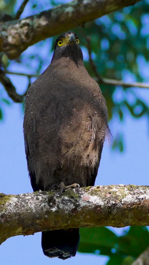 Crested Serpent Eagle Perched On Tree Branch In India Jungle Stock Footage 345933477