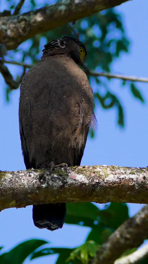 Crested Serpent Eagle Perched On Tree Branch In Indian Jungle Stock Footage 345933532