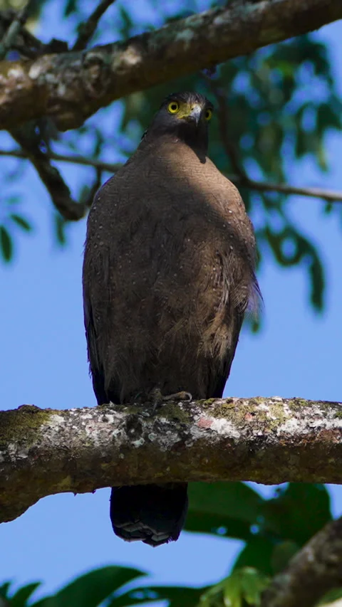 Crested Serpent Eagle Perched On Tree Branch In Indian Jungle Stock Footage 345933765