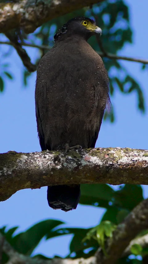 Crested Serpent Eagle Perched On Tree Branch In Indian Jungle Stock Footage 345934599
