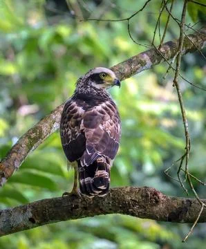 Crested serpent eagle perched on tree branch in wild forest. Stock Photos