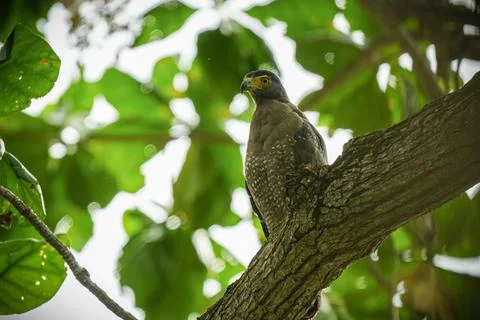 Crested Serpent Eagle perched on a tree branch looking alert. Stock Photos