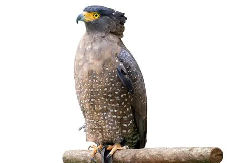 Crested Serpent Eagle Perched on Wooden Branch Isolated on White Background Stock Photos