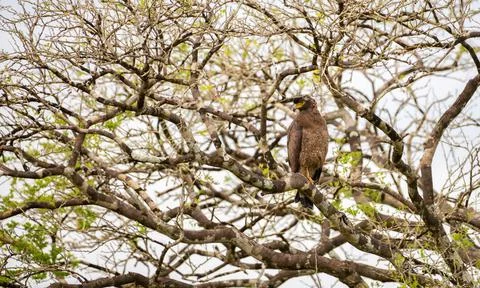 Crested Serpent Eagle perches on a branch among tangled tree limbs. The bird  Stock Photos